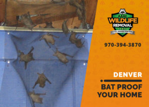 bat proofing my denver home