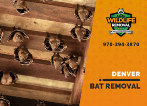 bat exclusion in denver