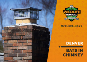bat in chimney denver