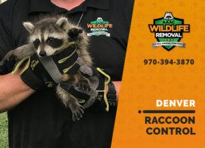 raccoon control denver