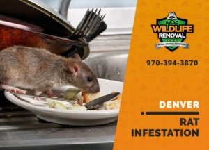 rat infestation signs denver