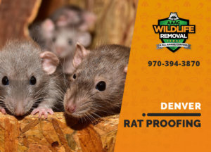 rat proofing in denver