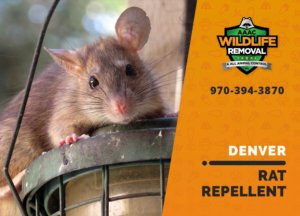 rat repellent useful denver