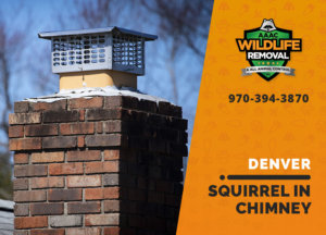 squirrel stuck in chimney denver