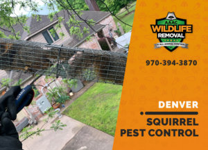 squirrel pest control in denver