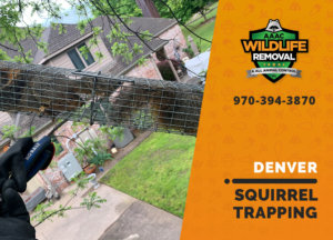 squirrel trapping program denver