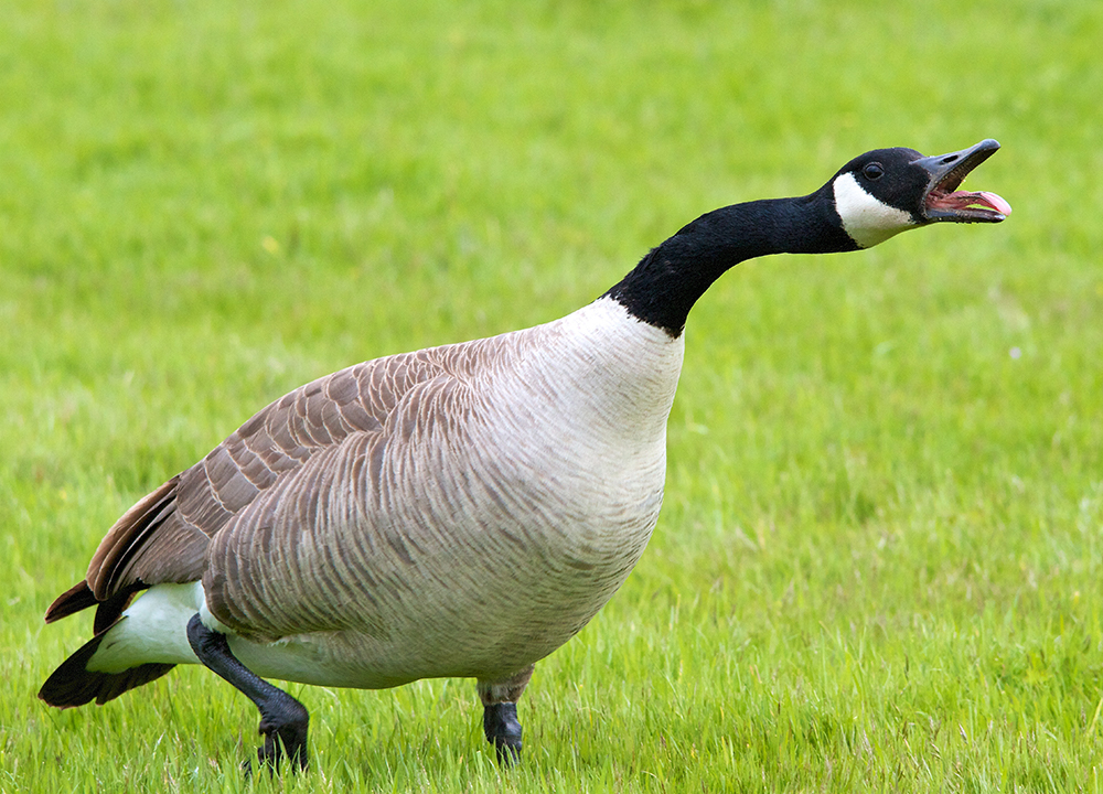 Canada goose discount in denver