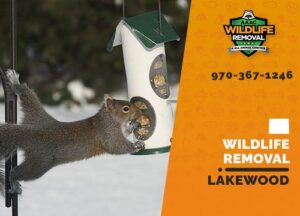 Lakewood Wildlife Removal