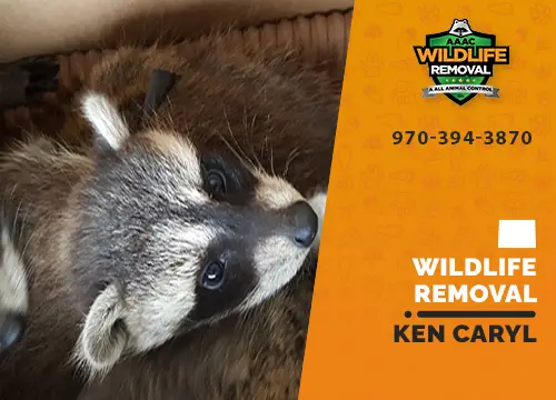 Ken Caryl Wildlife Removal professional removing pest animal
