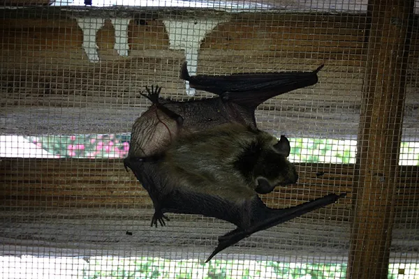 Dog Exposed To Rabid Bat In Lakewood