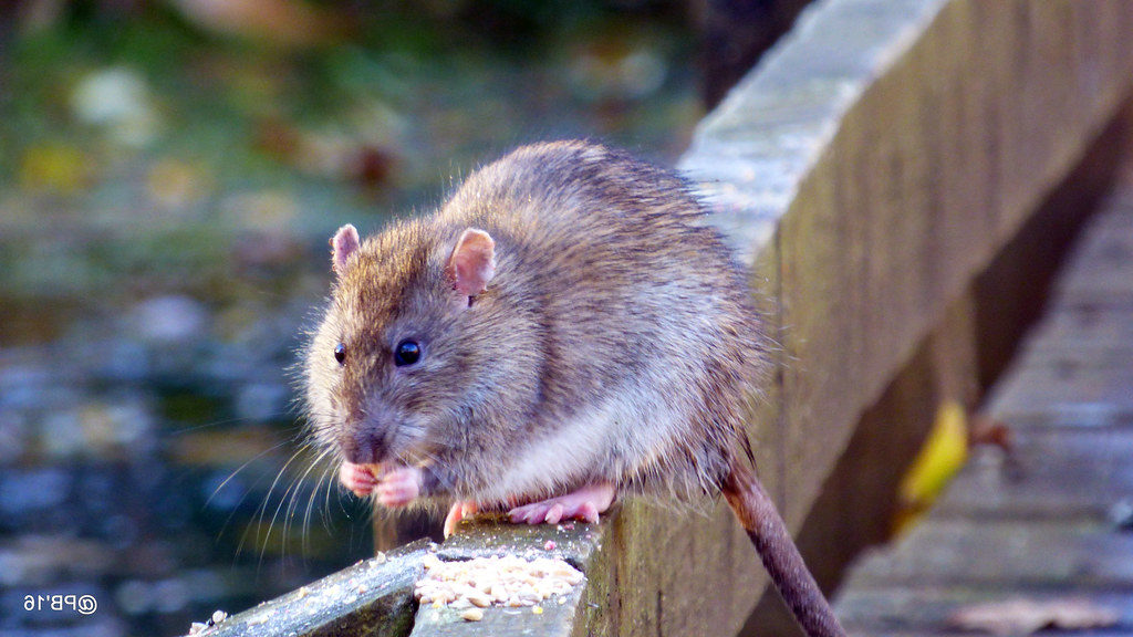 an image of a rat