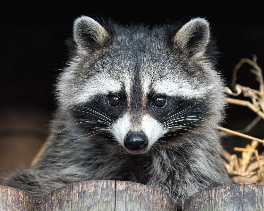 Raccoons - AAAC Wildlife Removal of Denver