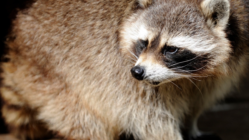 Larimer County Raccoon Has Rabies