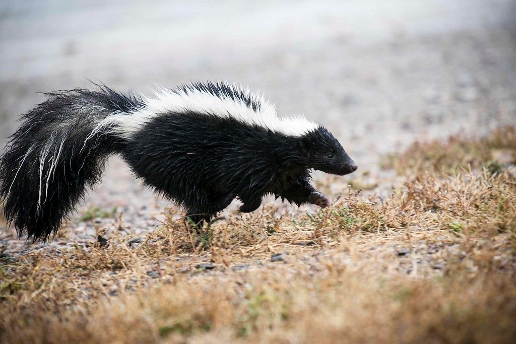 Skunk Causes Thousands of Dollars in Damage to Home